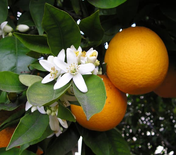 The Sfusato Amalfitano lemon