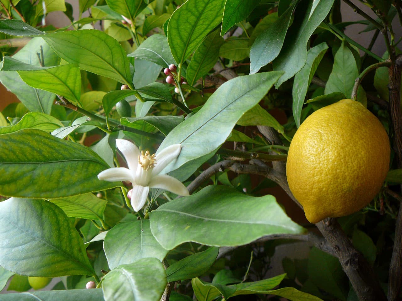 Limoncello — real, fake, and how to tell